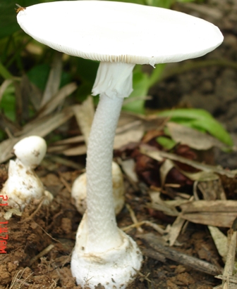 Khuyến cáo 4 loại nấm cực độc thường gặp ở Việt Nam