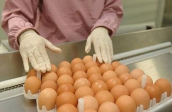Úc: Thu hồi hàng loạt trứng nhiễm khuẩn gây ngộ độc