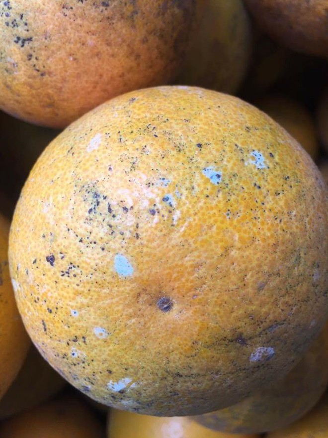  Những quả cam còn dấu vết của dung dịch Boóc-đô vẫn an toàn cho người sử dụng. 