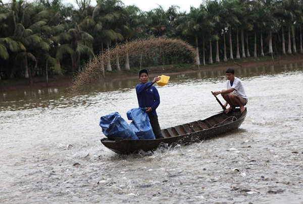 Thức ăn chăn nuôi trộn hóa chất công nghiệp được các hộ nuôi trồng thủy hải sản sử dụng