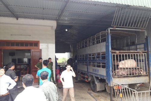 Hà Tĩnh: Bắt giữ 2 xe oto chở hàng chục con lợn chưa qua kiểm dịch, đang trên đường tiêu thụ