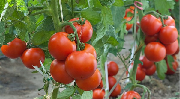  Cà chua rất tốt cho sức khỏe nhưng đừng ăn quá nhiều. Ảnh minh họa